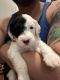 Sheepadoodle Puppies for sale in Chicago, IL 60660, USA. price: $2,000