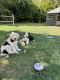Sheepadoodle Puppies for sale in Frederick, MD, USA. price: $600