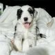 Sheepadoodle Puppies for sale in Astoria, OR 97103, USA. price: $3,000