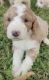 Sheepadoodle Puppies for sale in Houma, LA, USA. price: $3,500