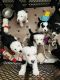 Sheepadoodle Puppies for sale in Houghton, Michigan. price: NA