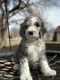 Sheepadoodle Puppies for sale in Amarillo, Texas. price: $1,000