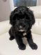 Sheepadoodle Puppies for sale in Tampa, Florida. price: $1,000