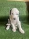 Sheepadoodle Puppies for sale in Fredericksburg, Virginia. price: $1,200