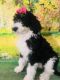 Sheepadoodle Puppies for sale in Fort Worth, Texas. price: $1,000