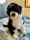 Sheepadoodle Puppies for sale in New London, Minnesota. price: $950