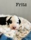 Sheepadoodle Puppies for sale in New London, Minnesota. price: $1,200
