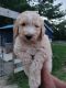 Sheepadoodle Puppies for sale in Crossville, TN, USA. price: $2,500