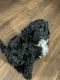 Sheepadoodle Puppies for sale in Houston, TX, USA. price: NA