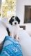 Sheepadoodle Puppies for sale in Destin, FL 32541, USA. price: NA
