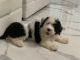 Sheepadoodle Puppies for sale in St Cloud, FL, USA. price: $3,000