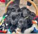 Shepard Labrador Puppies for sale in Vista, CA, USA. price: $400