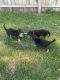 Shepard Labrador Puppies for sale in Flint, MI, USA. price: NA