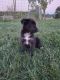 Shepard Labrador Puppies for sale in West Alexandria, OH 45381, USA. price: NA