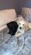 Shepard Labrador Puppies for sale in Palmyra, NY 14522, USA. price: NA
