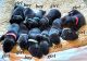 Shepard Labrador Puppies for sale in Cameron, NC 28326, USA. price: NA