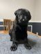 Shepard Labrador Puppies for sale in Elk River, MN 55330, USA. price: $30,000