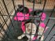Shepard Labrador Puppies for sale in Springfield, GA, USA. price: NA