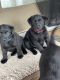 Shepard Labrador Puppies for sale in Boone, NC, USA. price: NA