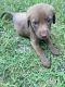 Shepard Labrador Puppies for sale in Goose Creek, SC, USA. price: $750