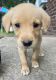 Shepard Labrador Puppies for sale in Waterville, ME, USA. price: NA