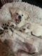 Shepard Labrador Puppies for sale in Tulsa, OK, USA. price: $1