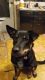 Shepard Labrador Puppies for sale in Clifton, TX 76634, USA. price: $25