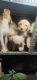 Shepard Labrador Puppies