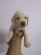 Shepard Labrador Puppies for sale in Eluru, Andhra Pradesh, India. price: 12000 INR