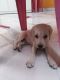 Shepard Labrador Puppies for sale in Chennai, Tamil Nadu, India. price: 13000 INR