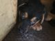Shepard Labrador Puppies for sale in Prescott Valley, AZ, USA. price: NA