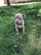 Shepard Labrador Puppies for sale in New Paris, IN 46553, USA. price: $250