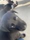 Shepard Labrador Puppies for sale in Hemet, CA, USA. price: $250