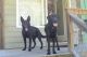 Shepard Labrador Puppies for sale in Mullica Hill, Harrison Township, NJ 08062, USA. price: $800