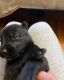 Shepard Labrador Puppies for sale in Mullica Hill, Harrison Township, NJ 08062, USA. price: $50