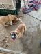 Shepard Labrador Puppies for sale in Lancaster, CA, USA. price: $50