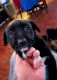 Shepard Labrador Puppies for sale in Salem, OR, USA. price: $250