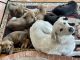 Shepard Labrador Puppies for sale in San Antonio, TX, USA. price: $100