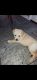 Shepard Labrador Puppies for sale in Lombard, IL, USA. price: NA