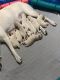 Shepard Labrador Puppies for sale in Stephenville, TX 76401, USA. price: NA
