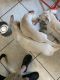 Shepard Labrador Puppies for sale in 3680 S Tropical Trail, Merritt Island, FL 32952, USA. price: $100