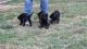 Shepard Labrador Puppies for sale in North Vernon, IN 47265, USA. price: $300