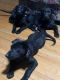 Shepard Labrador Puppies for sale in Springfield, MA, USA. price: $400