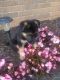 Shepard Labrador Puppies for sale in Adell, WI 53001, USA. price: NA