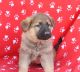 Shepard Labrador Puppies for sale in Adell, WI 53001, USA. price: NA