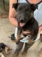 Shepard Labrador Puppies for sale in Palm Springs, CA, USA. price: $200