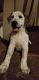 Shepard Labrador Puppies for sale in Tucson, AZ, USA. price: NA