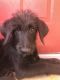 Shepard Labrador Puppies for sale in Yucaipa, CA, USA. price: $700