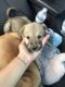 Shepard Labrador Puppies for sale in 11611 SW 83rd Terrace, Miami, FL 33173, USA. price: $450