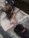 Shepard Labrador Puppies for sale in Blossvale, NY 13308, USA. price: NA